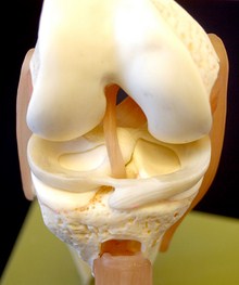 Meniscus--Dr. Nick Campos, Beverly Hills Chiropractic