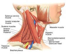 Los Angeles chiropractic--accessory muscles of respiration