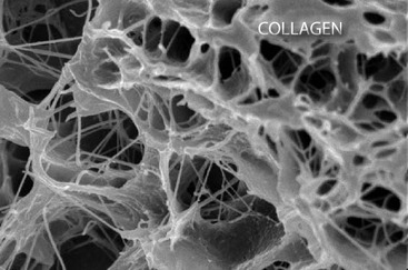 Collagen is vital, Vitman C- Beverly Hills chiropractor
