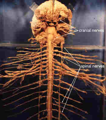 beverly hills chiropractor