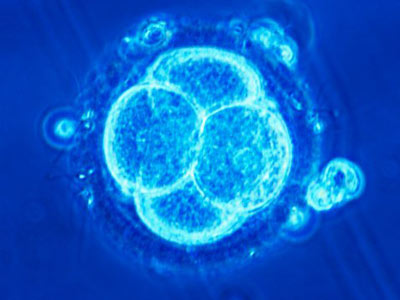 beverly hills chiropractor--fertilization