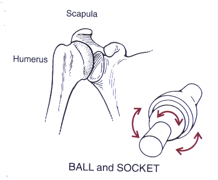 Forum Image: http://www.drnickcampos.com/health-newsletter/joint1C.gif