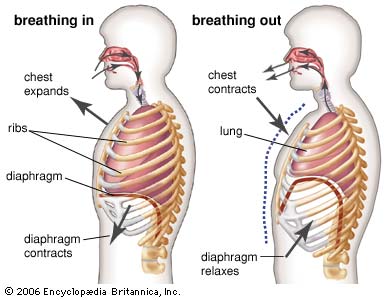 Los Angles chiropractic--abdominal breathing
