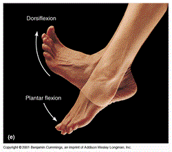 West Hollywood Chiropractor--dorsiflexion