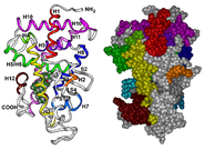 beverly hills chiropractor